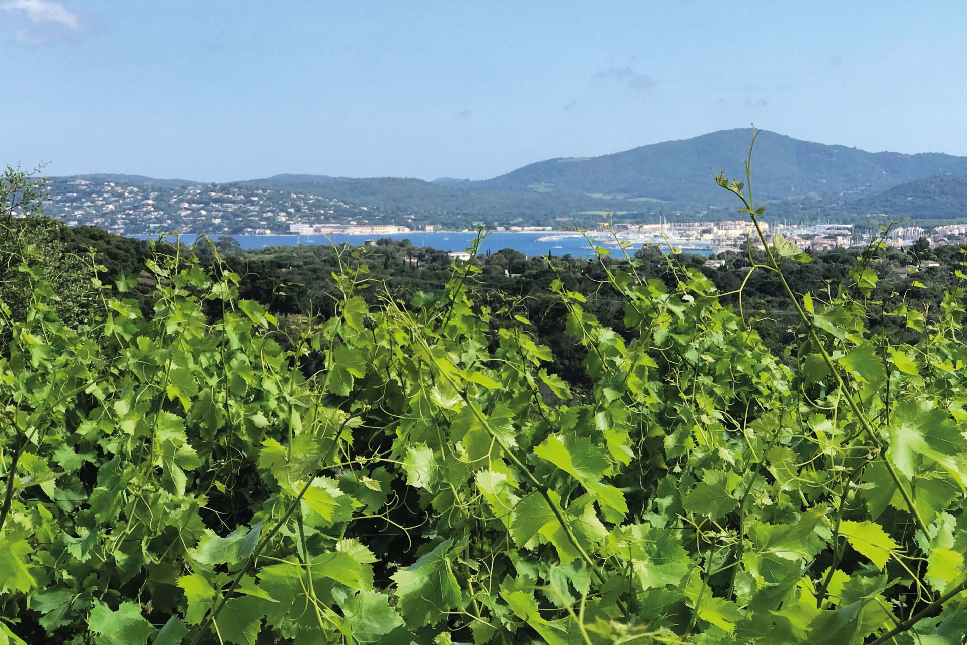 Les vins naturels du Golfe de Saint-Tropez | Clos des B