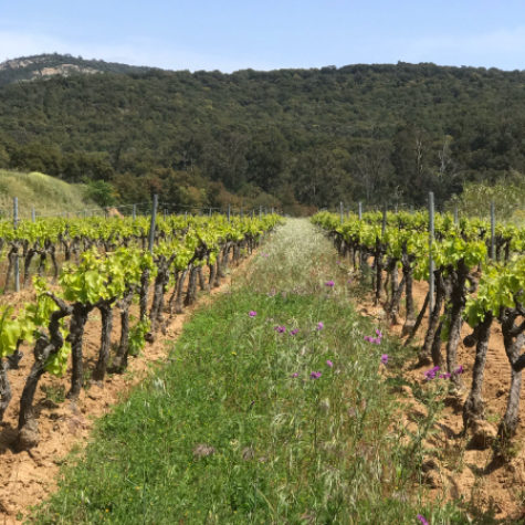 Les vins naturels du Golfe de Saint-Tropez | Clos des B