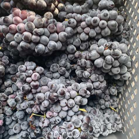 Les vins naturels du Golfe de Saint-Tropez | Clos des B | raisin