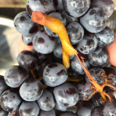 Les vins naturels du Golfe de Saint-Tropez | Clos des B - raisin