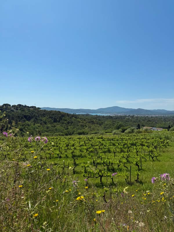Vin-nature-Saint-Tropez-Clos-des-B-3