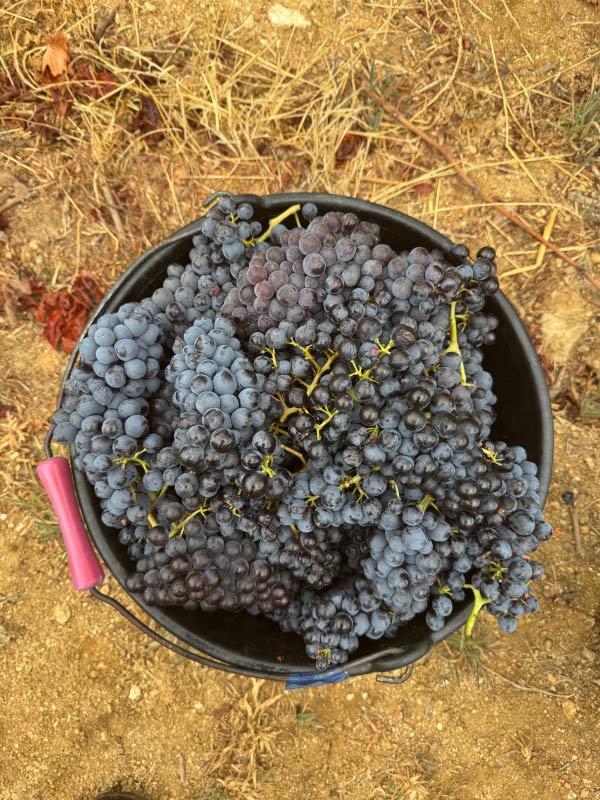 Vin-nature-Saint-Tropez-Clos-des-B-5