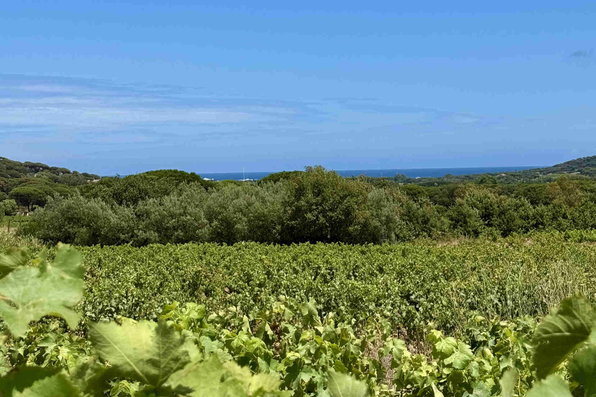 Vin-nature-Saint-Tropez-Clos-des-B